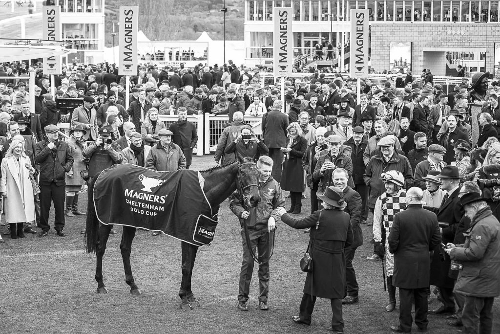 Cheltenham Gold Cup winner with trainer Willie Mullins and jockey Paul Townend in the winners’ enclosure, surrounded by the crowd.